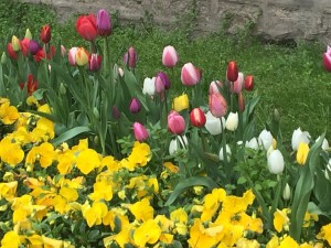 IMG_1160