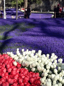 Beautiful Tulips!