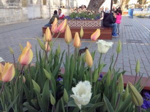 Tulips in the Hippodrome